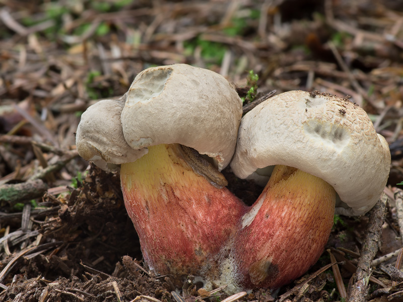 Boletus calopus